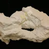 Oreodont Jaw & Rib  South Dakota Prehistoric Online