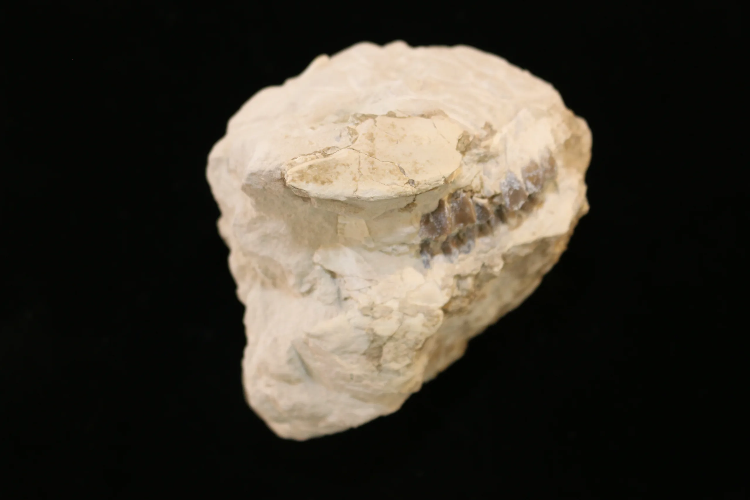 Oreodont Jaw  South Dakota Prehistoric Online