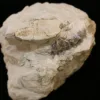 Oreodont Jaw  South Dakota Prehistoric Online