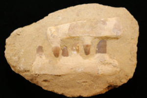 Mosasaur Jaw Composite  Morocco Prehistoric Online