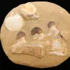 Globidens Mosasaur Morocco Prehistoric Online