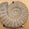Agadir Ammonite,  19 inch diameter – Morocco Prehistoric Online