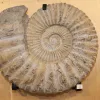 Agadir Ammonite,  19 inch diameter – Morocco Prehistoric Online