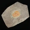 Cambrian Trilobite Morocco Prehistoric Online