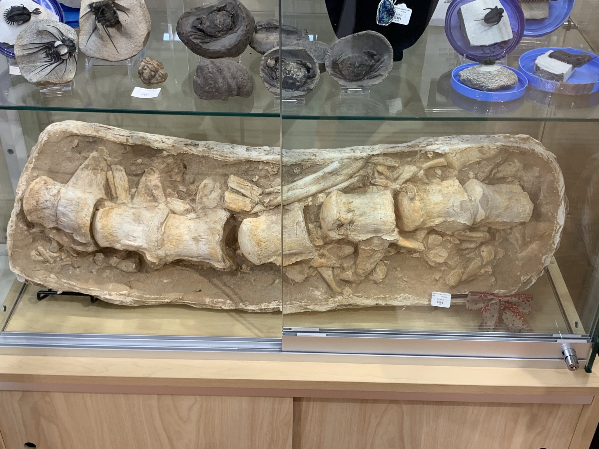 Mosasaur Spine and rib, Morocco Prehistoric Online