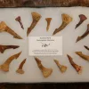 Onchopristis Tooth Collection Morocco Prehistoric Online