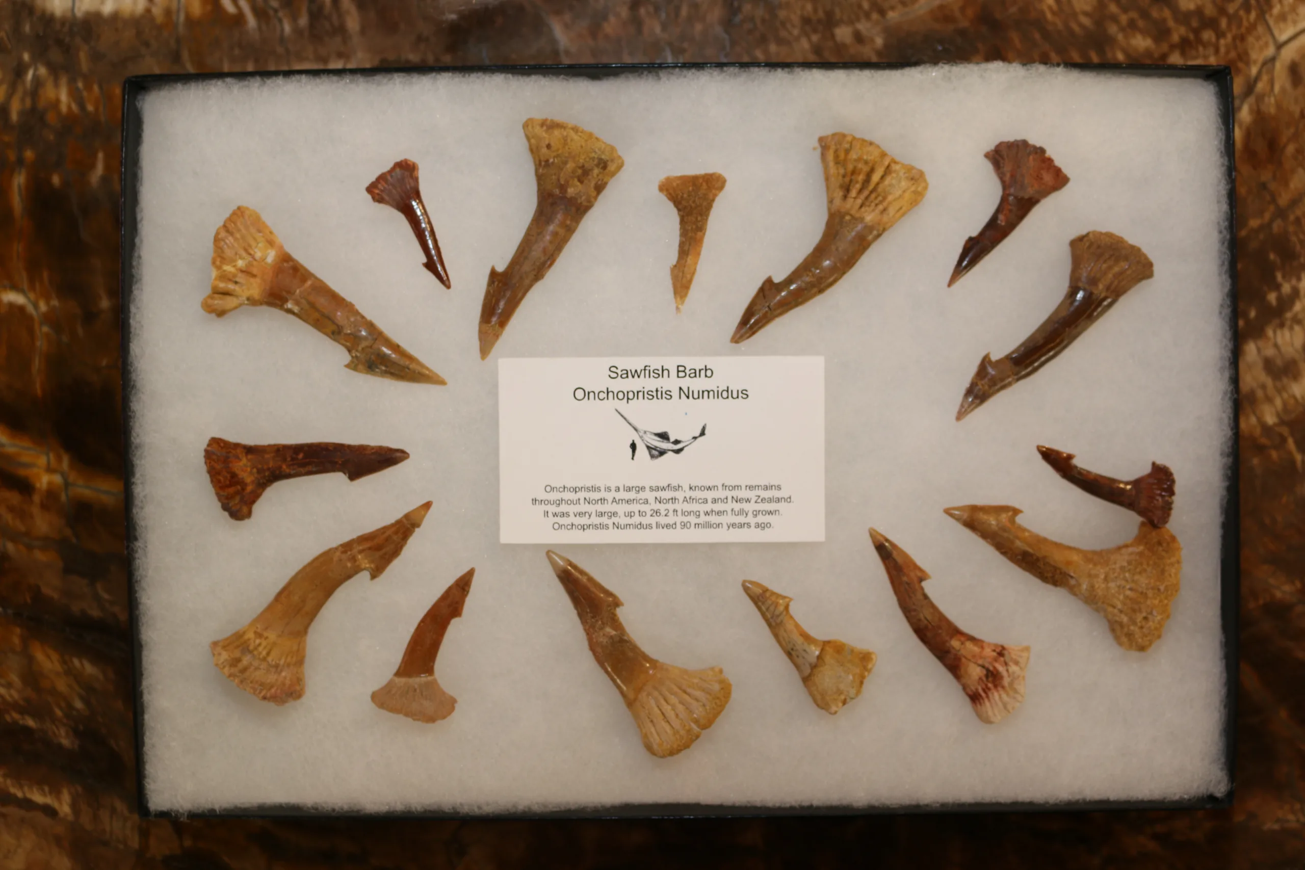 Onchopristis Tooth Collection, Morocco Prehistoric Online