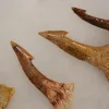 Onchopristis Tooth Collection, Morocco Prehistoric Online