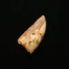 Carcharodontosaurus tooth, Morocco, natural 2 inch Prehistoric Online