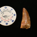 Carcharodontosaurus tooth, Morocco, gorgeous 2 inch Prehistoric Online