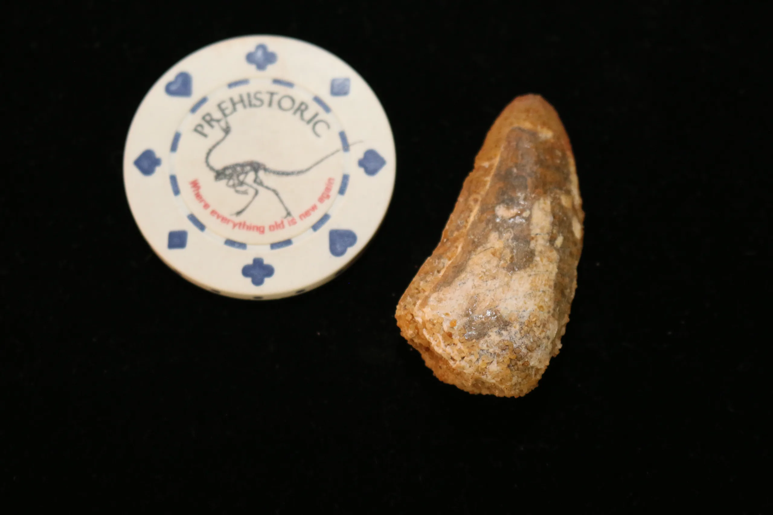 Carcharodontosaurus dino tooth, 2″ value tooth Prehistoric Online