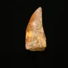 Carcharodontosaurus tooth, beautiful 2 inches Prehistoric Online