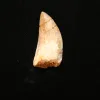 Carcharodontosaurus tooth, Morocco, 2 inches Prehistoric Online
