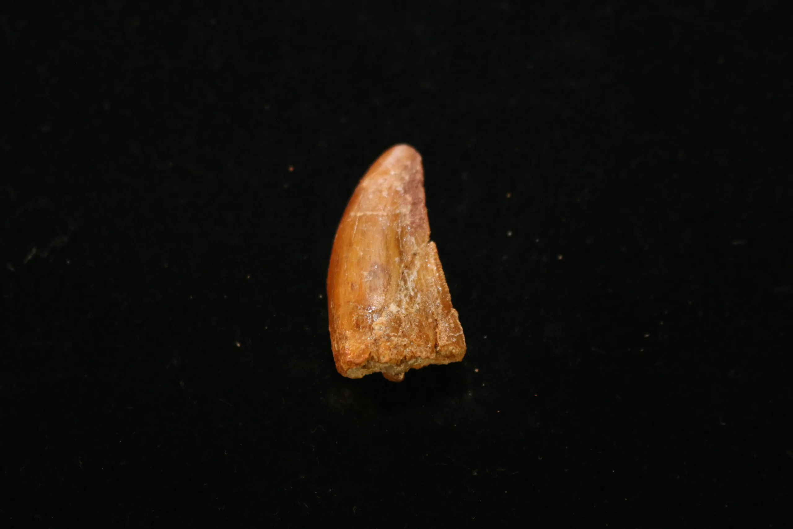 Carcharodontosaurus tooth, 1 inch collector quality Prehistoric Online