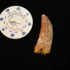 Carcharodontosaurus dinosaur tooth, Morocco Prehistoric Online