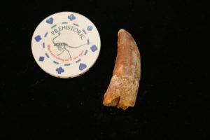 Carcharodontosaurus tooth Morocco Prehistoric Online