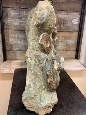 Cleoniceras Cleon Ammonite Mass Mortality Prehistoric Online