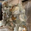 Cleoniceras Cleon Ammonite Mass Mortality Prehistoric Online