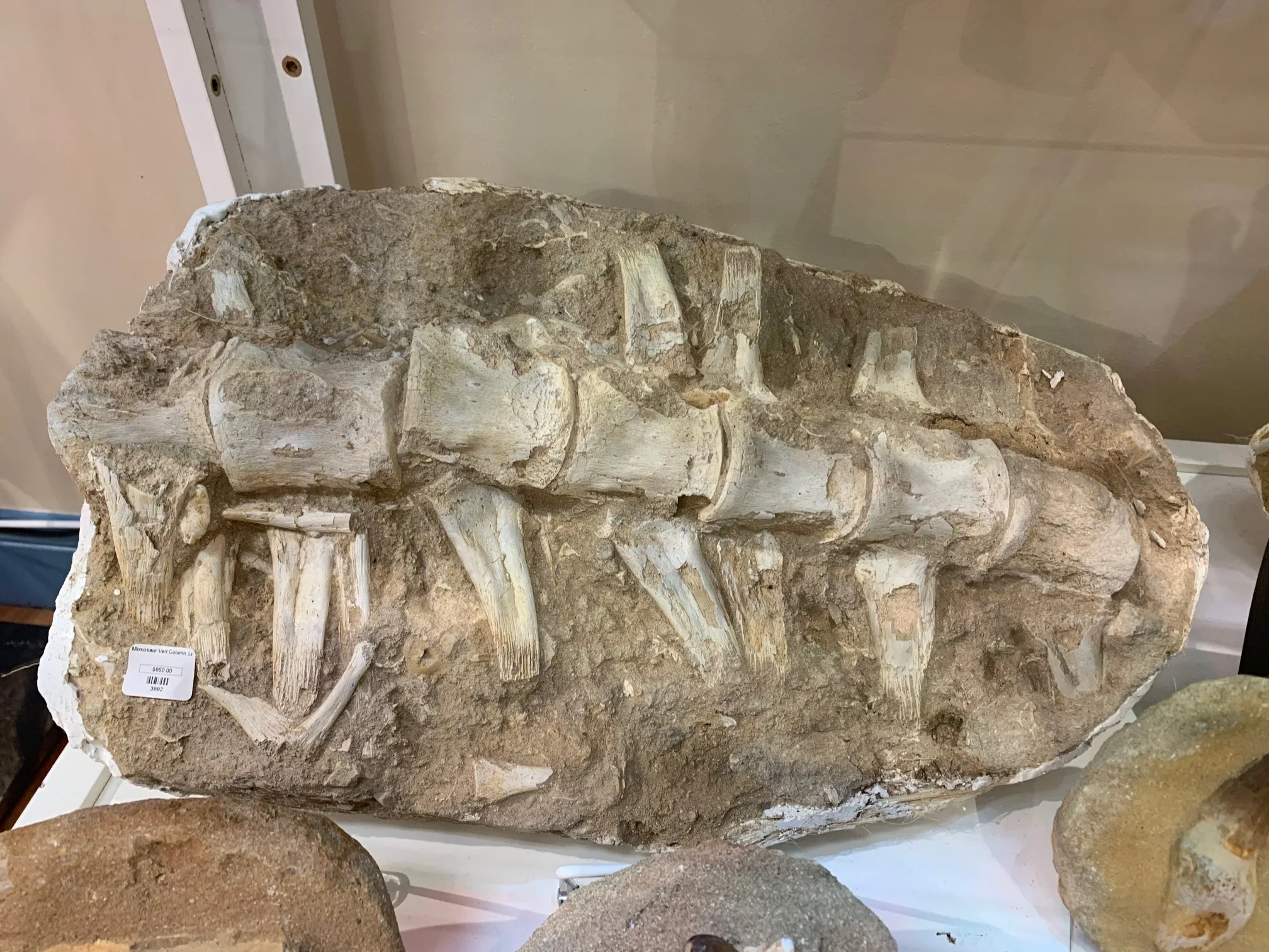Mosasaur Spine Column,  Khourigba, Morocco Prehistoric Online