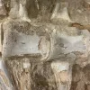 Mosasaur Spine Column,  Khourigba, Morocco Prehistoric Online