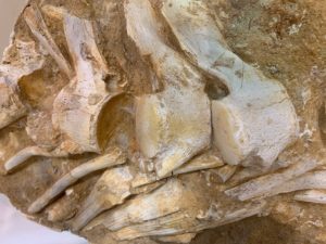 Mosasaur Spine Column     Morocco Prehistoric Online