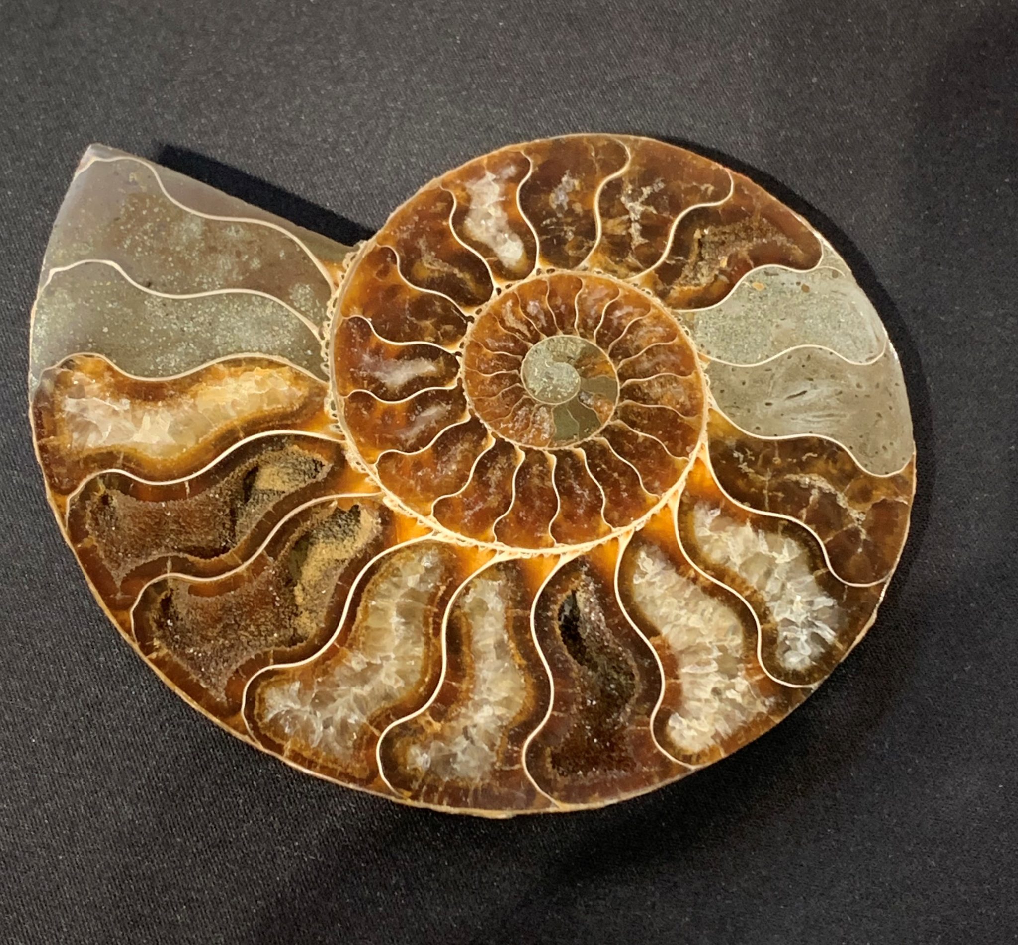 Ammonite, Madagascar, Cleoniceras Cleon,  5.25×5.25″ Prehistoric Online