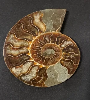 Cleoniceras Cleon Ammonite, Madagascar   5.25×5.25″ Prehistoric Online