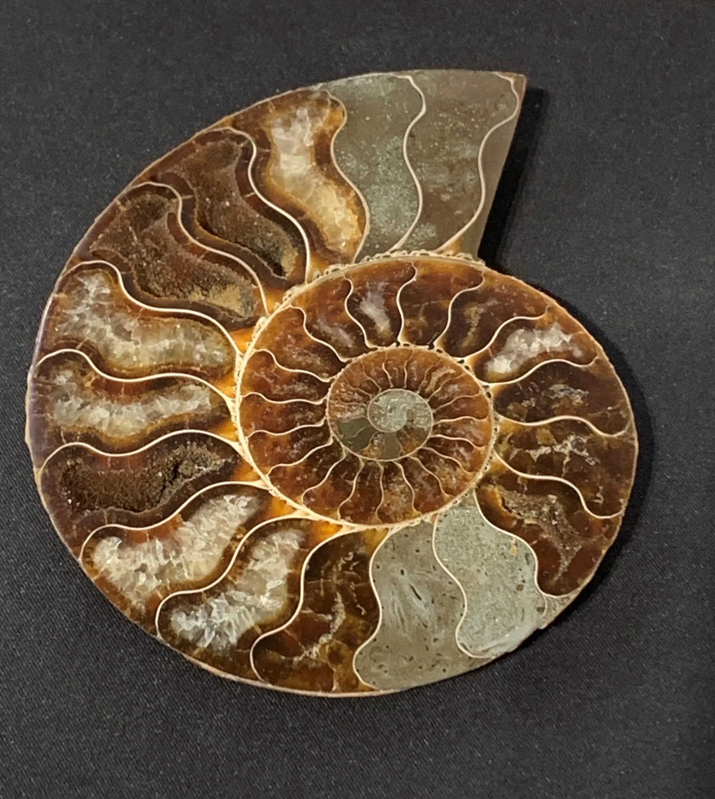 Ammonite, Madagascar, Cleoniceras Cleon,  5.25×5.25″ Prehistoric Online