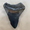 Megalodon Tooth  South Carolina 4 1/2″ Prehistoric Online