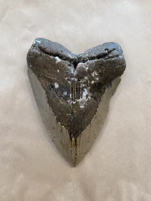 Megalodon Tooth  South Carolina 5 5/8″ Prehistoric Online