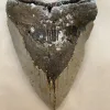 Megalodon Tooth  South Carolina 5 5/8″ Prehistoric Online