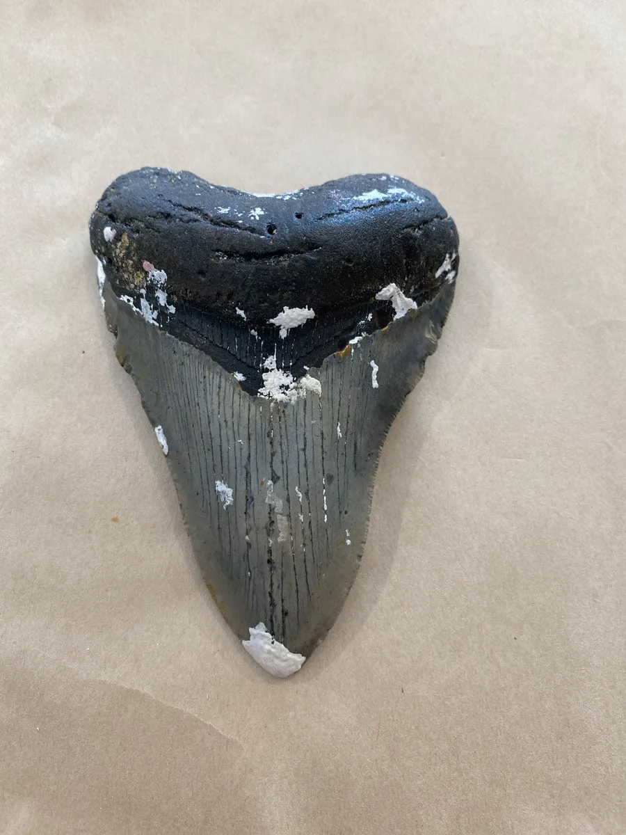 Megalodon Tooth  South Carolina 4 3/4″ Prehistoric Online