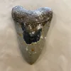 Megalodon Tooth  South Carolina 5 3/4″ Prehistoric Online
