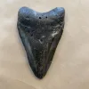 Megalodon Tooth  South Carolina 4 1/8″ Prehistoric Online
