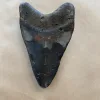 Megalodon Tooth  South Carolina 4 1/8″ Prehistoric Online