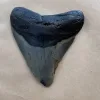 Megalodon Tooth  South Carolina 4″ Prehistoric Online