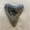 Megalodon Tooth  South Carolina 5 1/4” Prehistoric Online