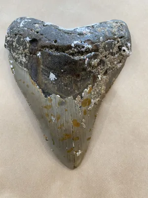 Megalodon Tooth  South Carolina 5 1/4” Prehistoric Online
