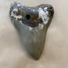 Megalodon Tooth  South Carolina 4 3/4” Prehistoric Online