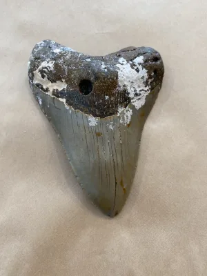 Megalodon Tooth  South Carolina 4 3/4” Prehistoric Online