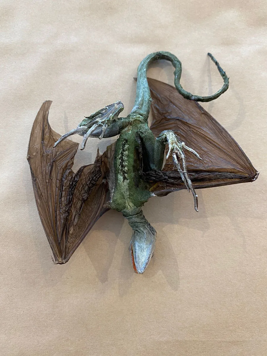 Lizard with Bat Wings Taxidermy Gaffe Prehistoric Online