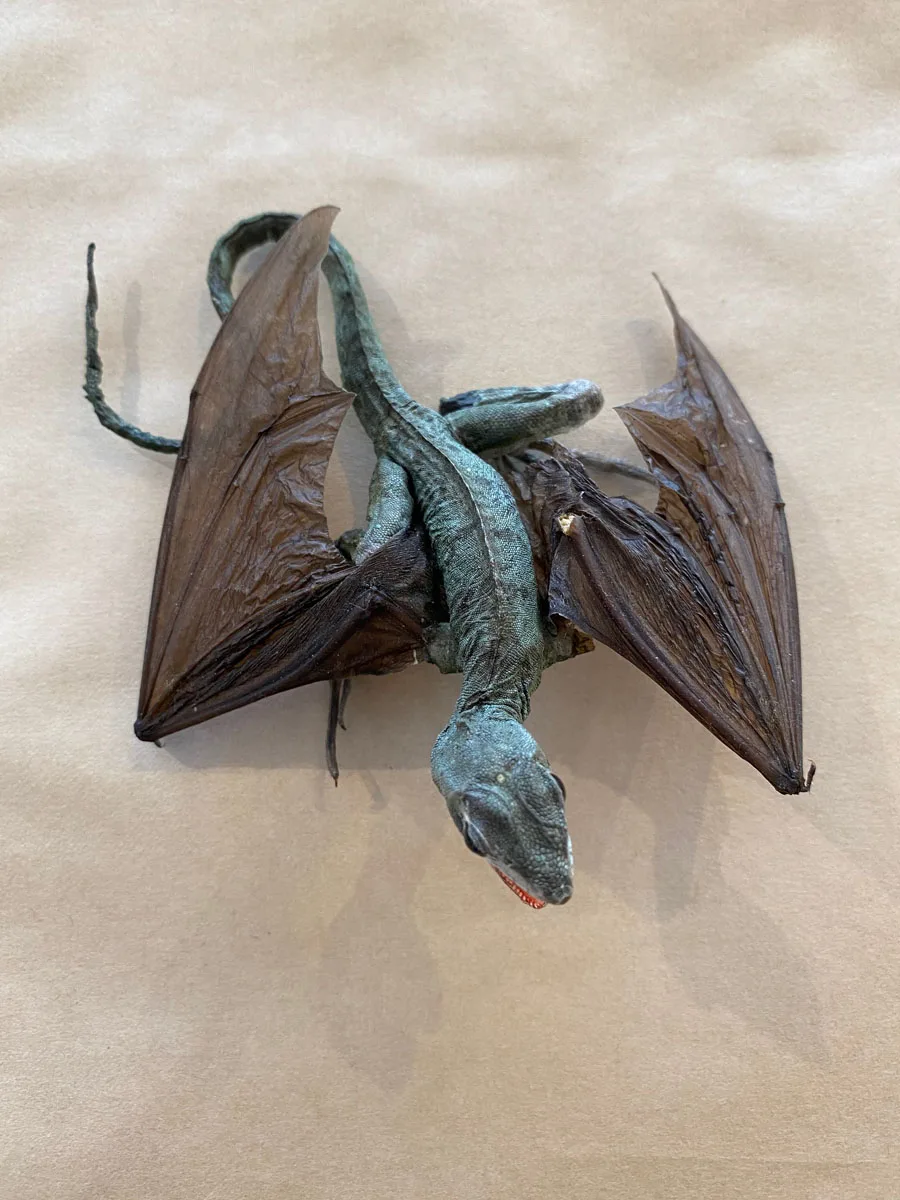 Lizard with Bat Wings Taxidermy Gaffe Prehistoric Online