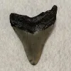 Megalodon Tooth South Carolina 3.75 inch Prehistoric Online