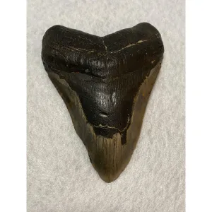 Megalodon Tooth  South Carolina 5.60 inch~ Prehistoric Online