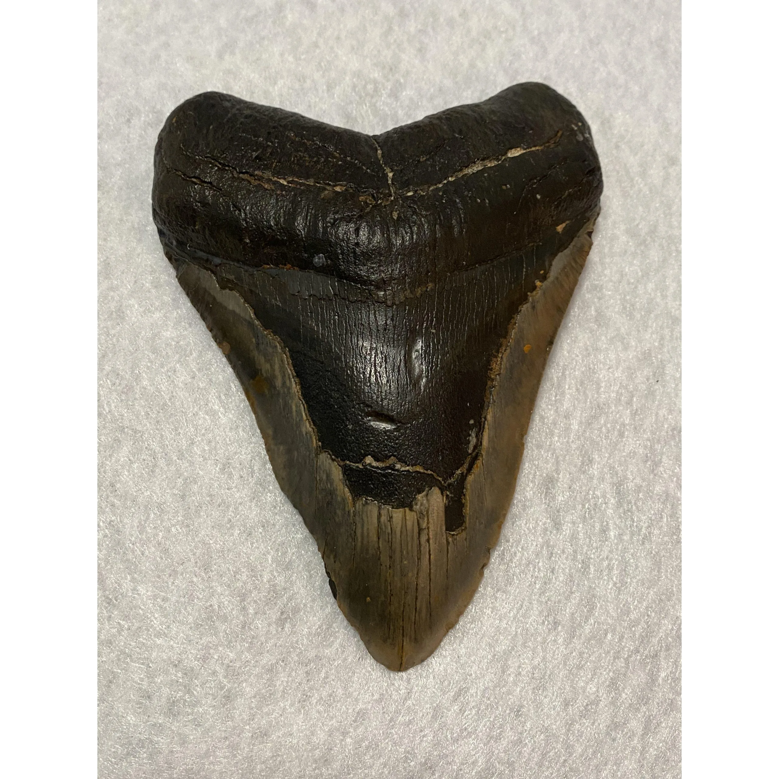 Megalodon Tooth  South Carolina 5.60 inch Prehistoric Online