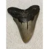 Megalodon Tooth  South Carolina 5.80 inch Prehistoric Online