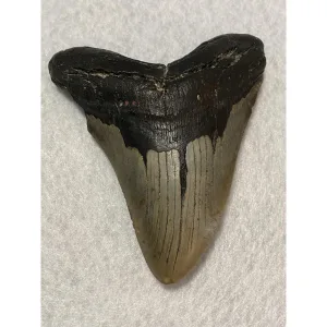 Megalodon Tooth  South Carolina 5.80 inch~ Prehistoric Online