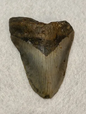 Megalodon Tooth  South Carolina 5.31 inch~ Prehistoric Online