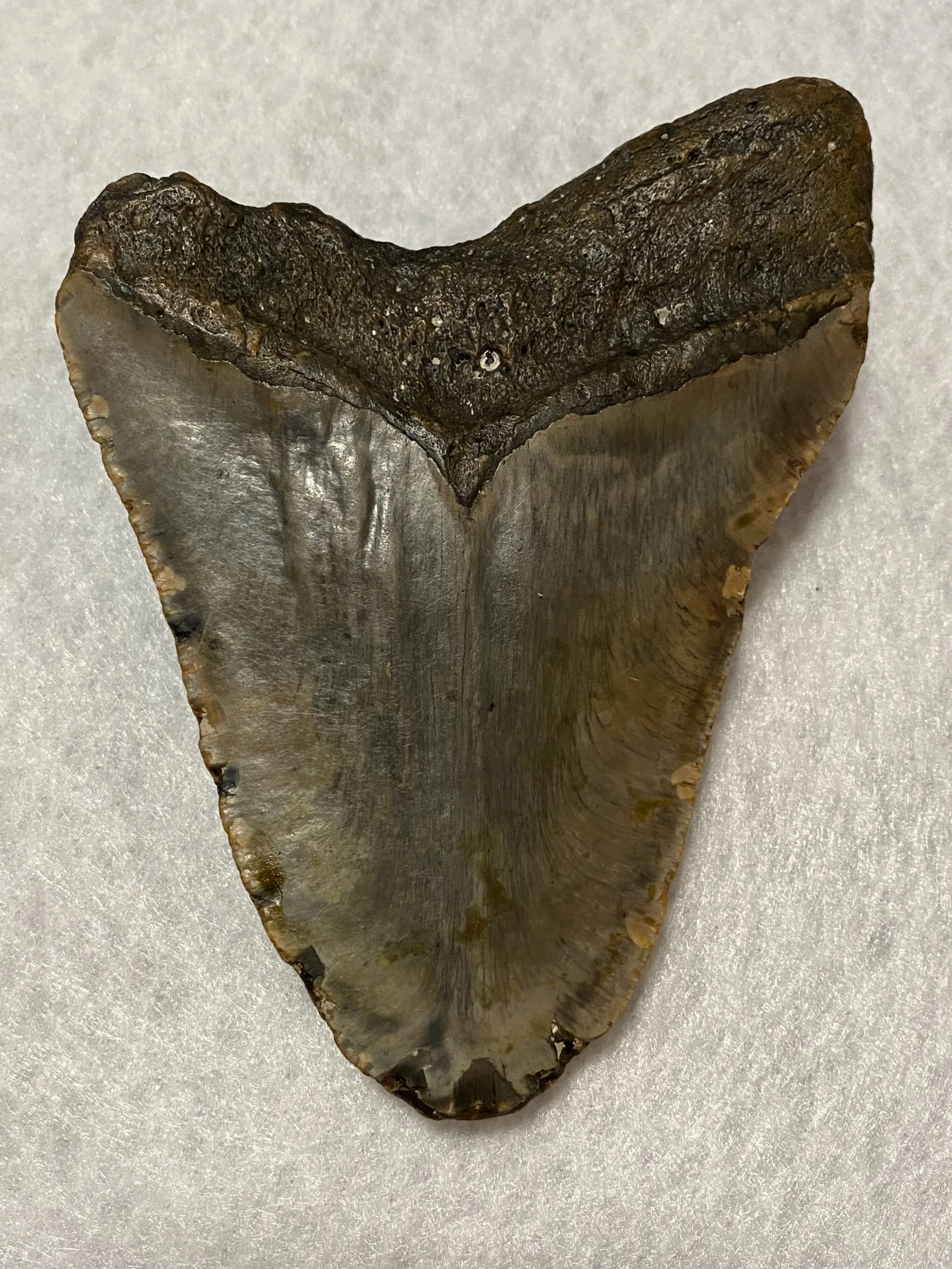 Megalodon Tooth  South Carolina 5.31 inch Prehistoric Online