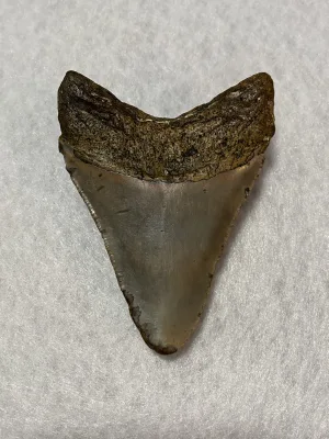 Megalodon Tooth South Carolina 3.77 inch Prehistoric Online